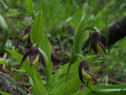 Attēlu rezultāti vaicājumam “Cypripedium calceolus”