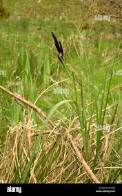 Attēlu rezultāti vaicājumam “Carex acutiformis flower”