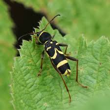 Attēlu rezultāti vaicājumam “Clytus arietis”