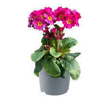 Attēlu rezultāti vaicājumam “Primula elatior flower”