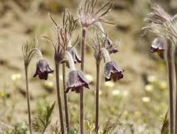 Attēlu rezultāti vaicājumam “Pulsatilla pratensis fruit”