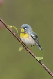 Image result for Parula americana