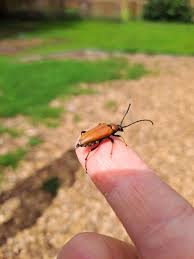 Attēlu rezultāti vaicājumam “Leptura rubra male”