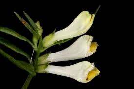 Attēlu rezultāti vaicājumam “Melampyrum pratense”