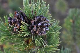 Attēlu rezultāti vaicājumam “Pinus mugo fruit”