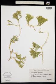 Attēlu rezultāti vaicājumam “Diphasium complanatum”