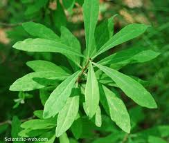 Attēlu rezultāti vaicājumam “Daphne mezereum leaf”