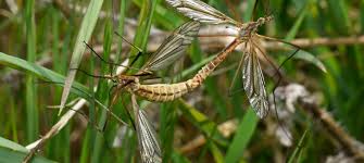 Attēlu rezultāti vaicājumam “Tipulidae”