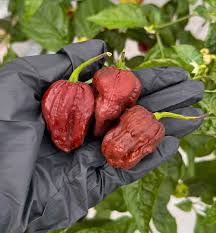 Afbeeldingsresultaat voor 7 pot hot pepper