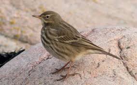 Image result for Anthus petrosus