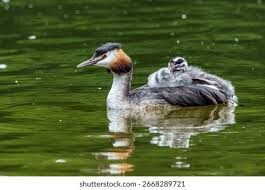 Attēlu rezultāti vaicājumam “Podiceps cristatus”