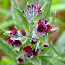 Attēlu rezultāti vaicājumam “Cynoglossum officinale flower”