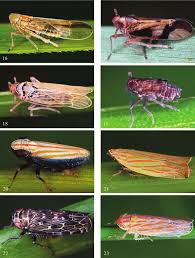 Attēlu rezultāti vaicājumam “Paramesus obtusifrons”
