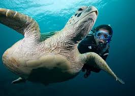 Image result for Dive Crew Scuba Diving