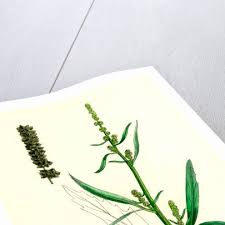 Attēlu rezultāti vaicājumam “Atriplex littoralis”