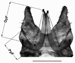 Attēlu rezultāti vaicājumam “Plebejus idas male”