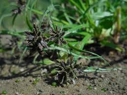 Attēlu rezultāti vaicājumam “Cyperus fuscus”