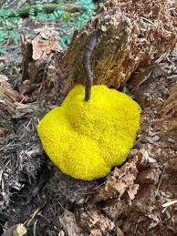 Attēlu rezultāti vaicājumam “Amaurochaete fusiformis spores”