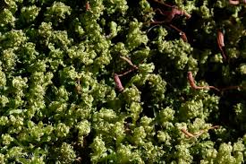 Attēlu rezultāti vaicājumam “Atrichum undulatum sporophyte”