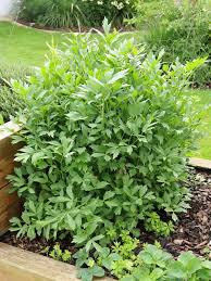 Image result for Liebstöckel