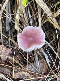 Attēlu rezultāti vaicājumam “Mycena”