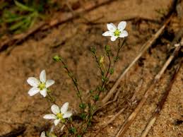 Attēlu rezultāti vaicājumam “Sagina nodosa leaf”