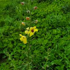 Image result for Verbascum blattaria
