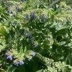 Attēlu rezultāti vaicājumam “Symphytum asperum leaf”