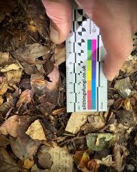 Attēlu rezultāti vaicājumam “Lycogala conicum spores”