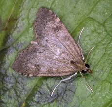 Attēlu rezultāti vaicājumam “Udea prunalis”