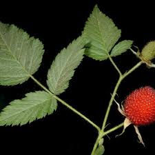 Attēlu rezultāti vaicājumam “Rubus nessensis leaf”