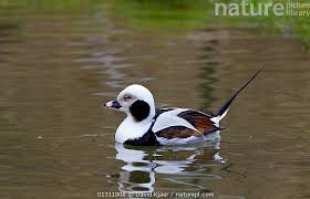 Attēlu rezultāti vaicājumam “Clangula hyemalis”