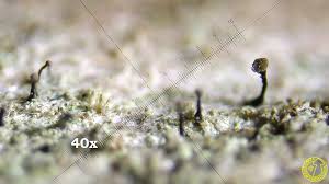 Attēlu rezultāti vaicājumam “Chaenotheca brunneola”