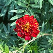 Afbeeldingsresultaat voor marizol purple tomato