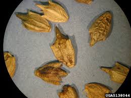 Attēlu rezultāti vaicājumam “Ambrosia artemisiifolia fruit”