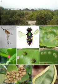 Attēlu rezultāti vaicājumam “Cecidomyiidae”