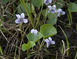 Attēlu rezultāti vaicājumam “Viola palustris”