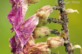 Image result for Fingerhut rot