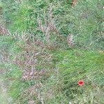 Attēlu rezultāti vaicājumam “Calamagrostis canescens fruit”