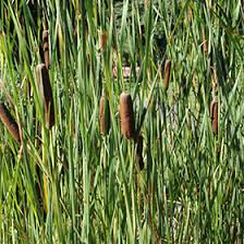 Attēlu rezultāti vaicājumam “Typha angustifolia”