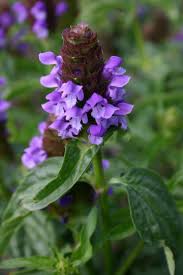 Attēlu rezultāti vaicājumam “Prunella vulgaris flower”