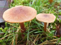 Attēlu rezultāti vaicājumam “Euura acutifoliae”