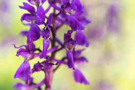 Attēlu rezultāti vaicājumam “Orchis mascula flower”