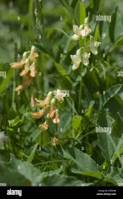 Attēlu rezultāti vaicājumam “Lathyrus laevigatus”