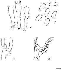 Attēlu rezultāti vaicājumam “Bjerkandera fumosa”