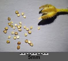 Attēlu rezultāti vaicājumam “Spergularia marina”