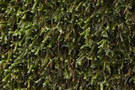 Attēlu rezultāti vaicājumam “Homalia trichomanoides sporophyte”