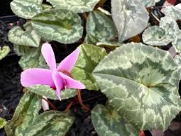 Attēlu rezultāti vaicājumam “Cyclamen hederifolium”