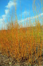 Attēlu rezultāti vaicājumam “Salix alba var. vitellina”