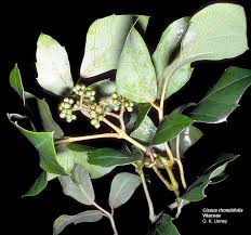 Attēlu rezultāti vaicājumam “Vitaceae”